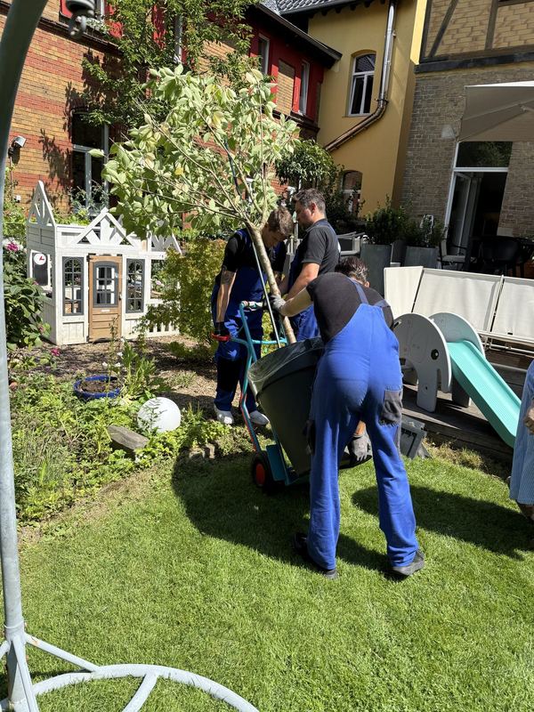 Drei Mitarbeiter rollen einen hochgewachsenen Kübelbaum auf einer Sackkarre über die Terrasse